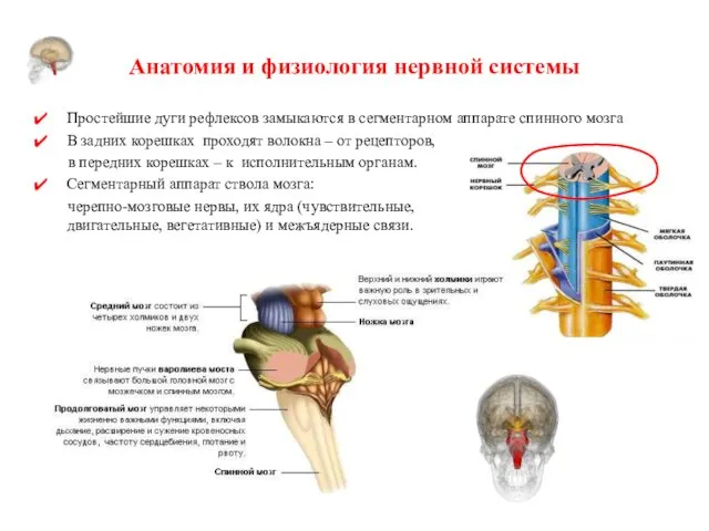 Анатомия и физиология нервной системы Простейшие дуги рефлексов замыкаются в сегментарном аппарате спинного