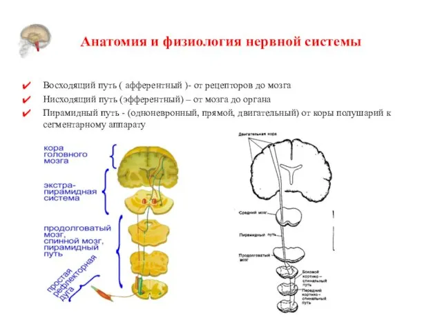 Анатомия и физиология нервной системы Восходящий путь ( афферентный )- от рецепторов до