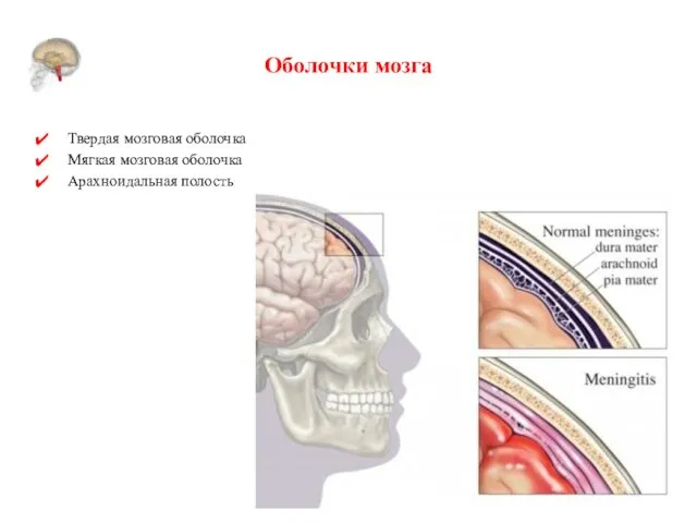 Оболочки мозга Твердая мозговая оболочка Мягкая мозговая оболочка Арахноидальная полость