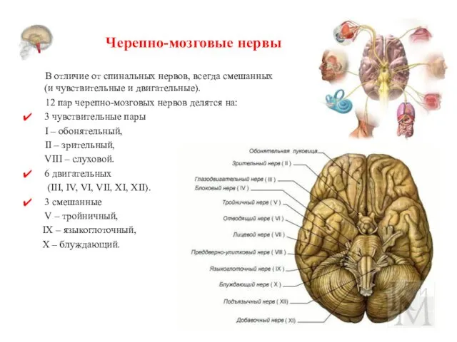 Черепно-мозговые нервы В отличие от спинальных нервов, всегда смешанных (и чувствительные и двигательные).
