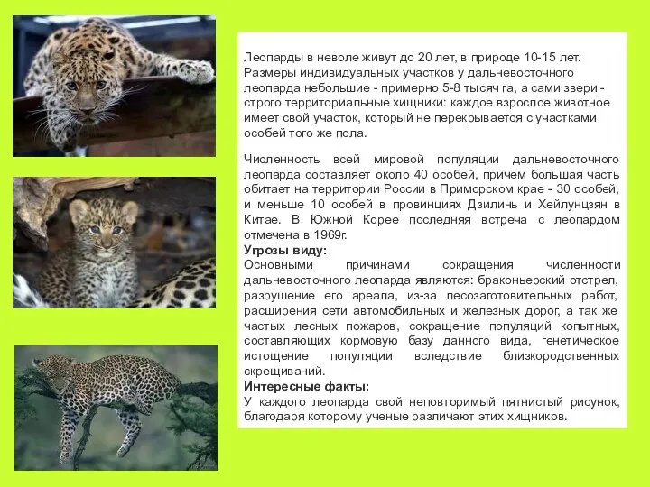 Леопарды в неволе живут до 20 лет, в природе 10-15