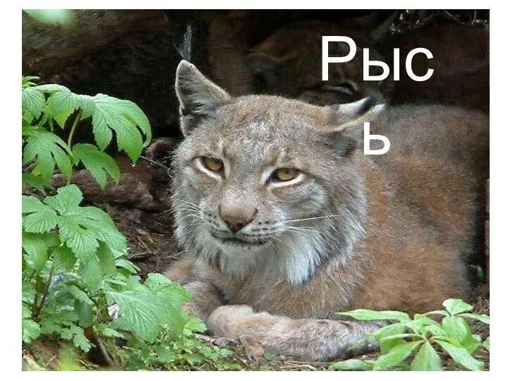 Рысь