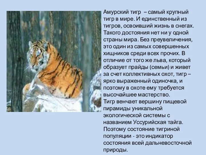 Амурский тигр – самый крупный тигр в мире. И единственный