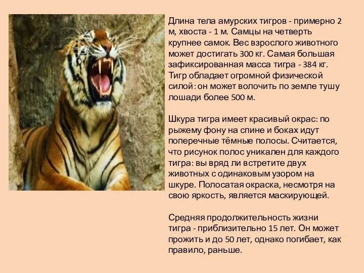 Длина тела амурских тигров - примерно 2 м, хвоста -