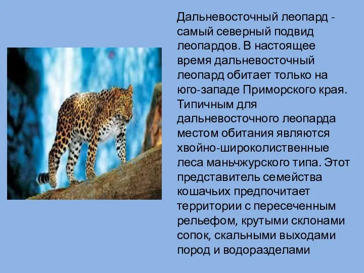 Дальневосточный леопард - самый северный подвид леопардов. В настоящее время