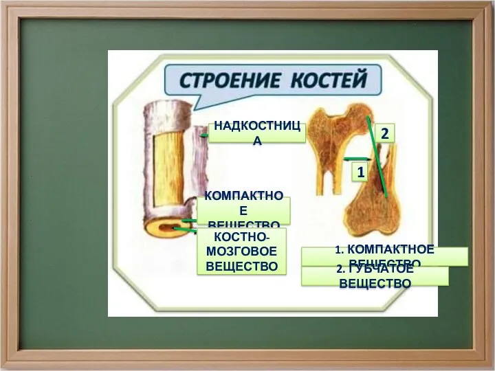 1. КОМПАКТНОЕ ВЕЩЕСТВО 2. ГУБЧАТОЕ ВЕЩЕСТВО НАДКОСТНИЦА КОМПАКТНОЕ ВЕЩЕСТВО КОСТНО- МОЗГОВОЕ ВЕЩЕСТВО 2 1