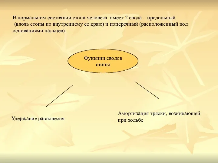 В нормальном состоянии стопа человека имеет 2 свода – продольный