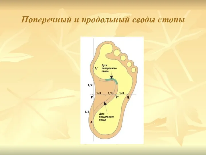 Поперечный и продольный своды стопы