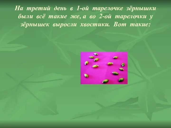 На третий день в 1-ой тарелочке зёрнышки были всё такие