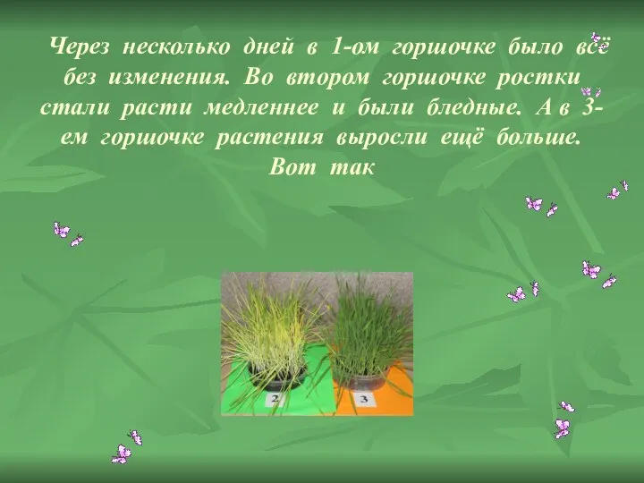 Через несколько дней в 1-ом горшочке было всё без изменения.