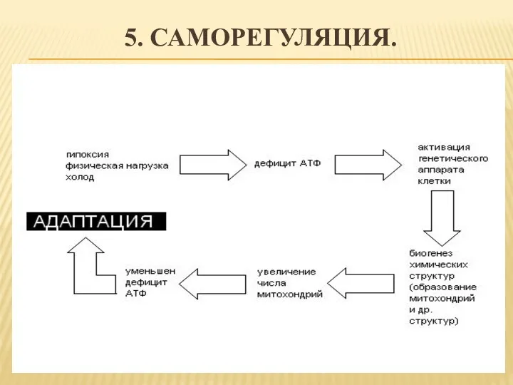 5. САМОРЕГУЛЯЦИЯ.