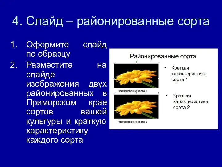 4. Слайд – районированные сорта Оформите слайд по образцу Разместите на слайде изображения