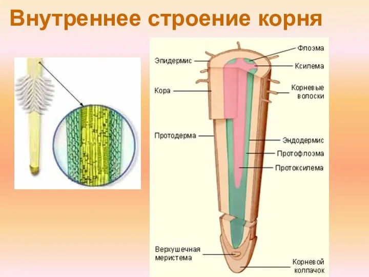 Внутреннее строение корня