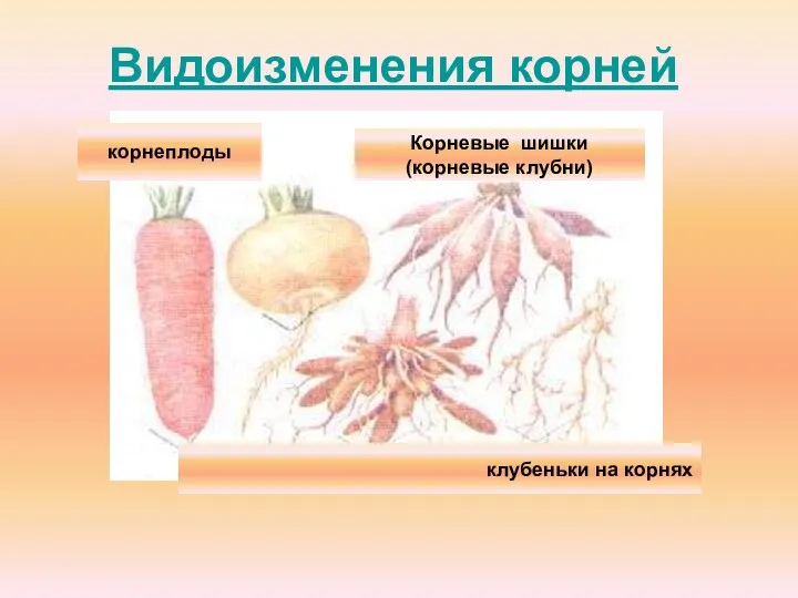 Видоизменения корней корнеплоды Корневые шишки (корневые клубни) клубеньки на корнях