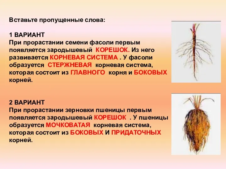 Вставьте пропущенные слова: 1 ВАРИАНТ При прорастании семени фасоли первым