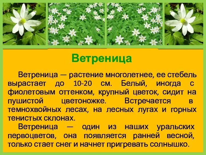 Ветреница Ветреница — растение многолетнее, ее стебель вырастает до 10-20 см. Белый, иногда