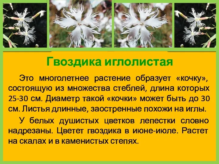 Гвоздика иглолистая Это многолетнее растение образует «кочку», состоящую из множества стеблей, длина которых
