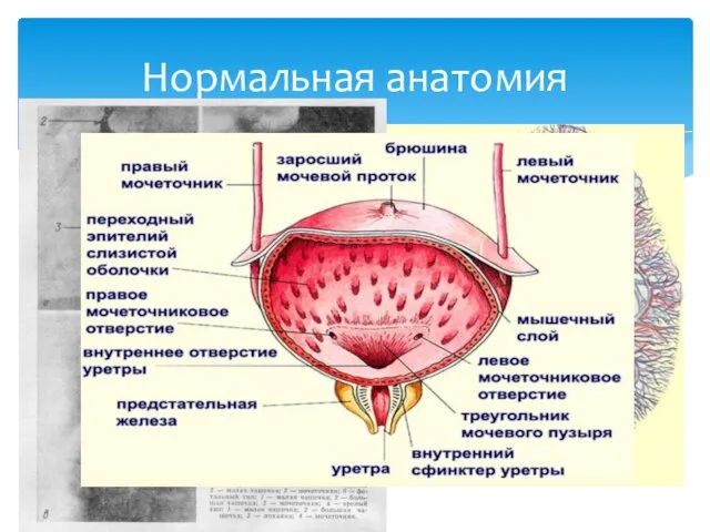 Почки, мочеточники, мочевой пузырь, уретра На уровне XII грудного –