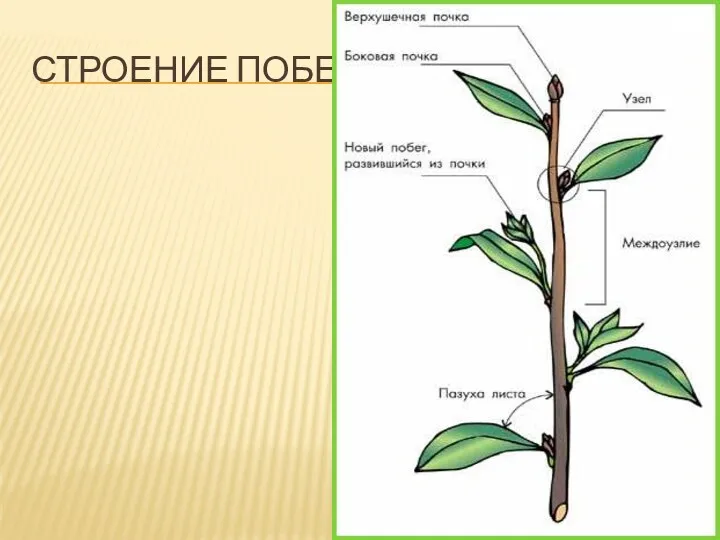 Строение побега