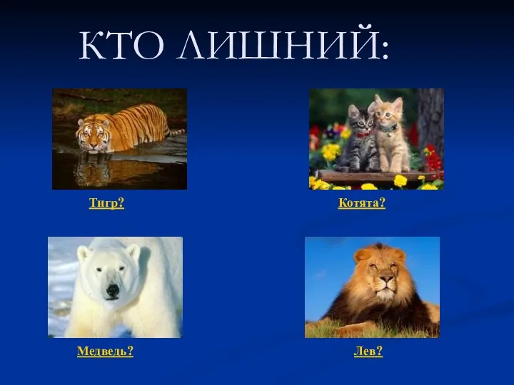 КТО ЛИШНИЙ: Котята? Тигр? Лев? Медведь?