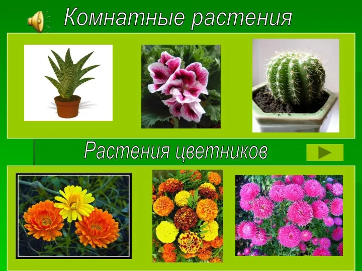 Комнатные растения Растения цветников