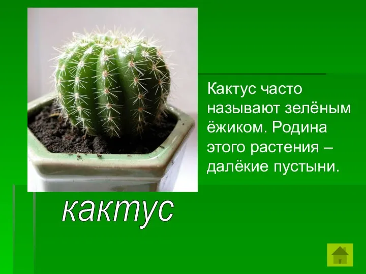 кактус Кактус часто называют зелёным ёжиком. Родина этого растения – далёкие пустыни.