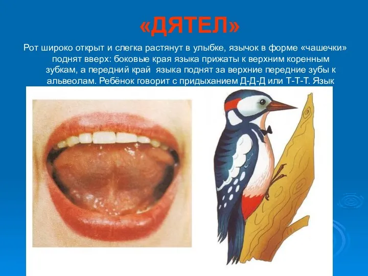 «ДЯТЕЛ» Рот широко открыт и слегка растянут в улыбке, язычок