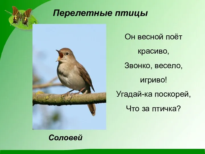 Он весной поёт красиво, Звонко, весело, игриво! Угадай-ка поскорей, Что за птичка? Перелетные птицы Соловей