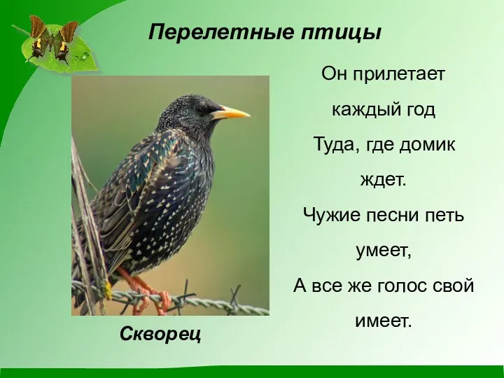 Он прилетает каждый год Туда, где домик ждет. Чужие песни петь умеет, А