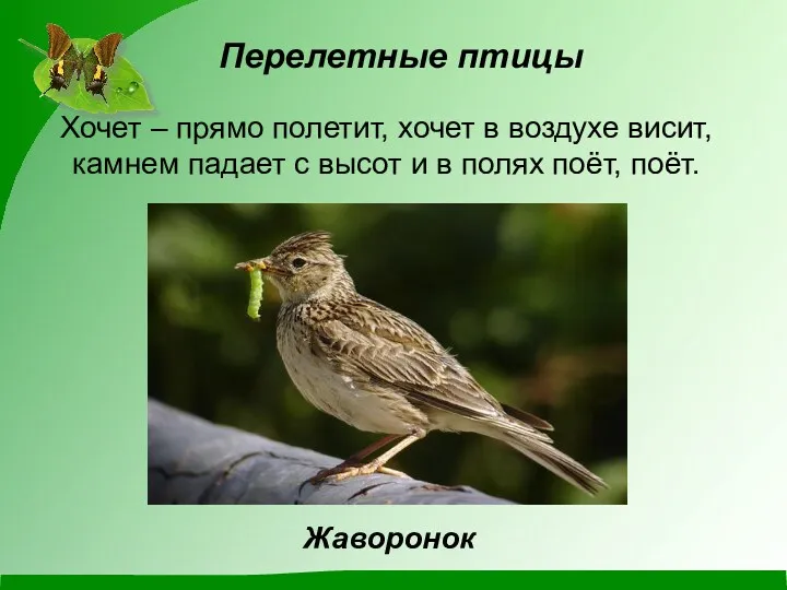 Перелетные птицы Хочет – прямо полетит, хочет в воздухе висит, камнем падает с