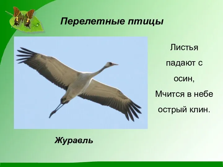 Перелетные птицы Листья падают с осин, Мчится в небе острый клин. Журавль