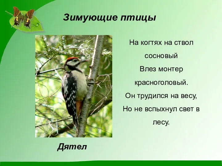 Зимующие птицы На когтях на ствол сосновый Влез монтер красноголовый.