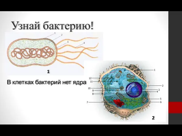 Узнай бактерию! В клетках бактерий нет ядра