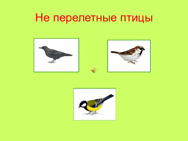 Не перелетные птицы