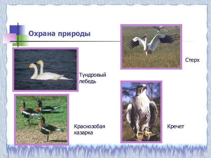 Охрана природы Тундровый лебедь Краснозобая казарка Кречет Стерх
