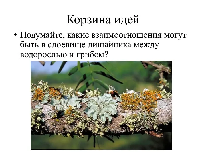 Корзина идей Подумайте, какие взаимоотношения могут быть в слоевище лишайника между водорослью и грибом?