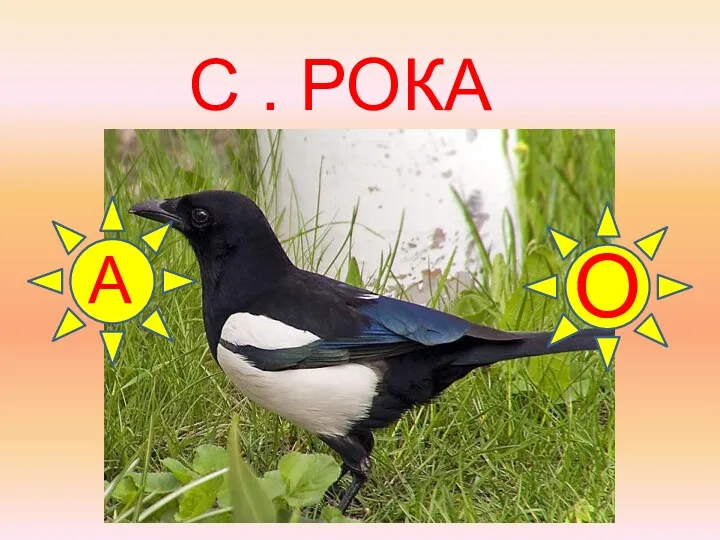 С . РОКА А О