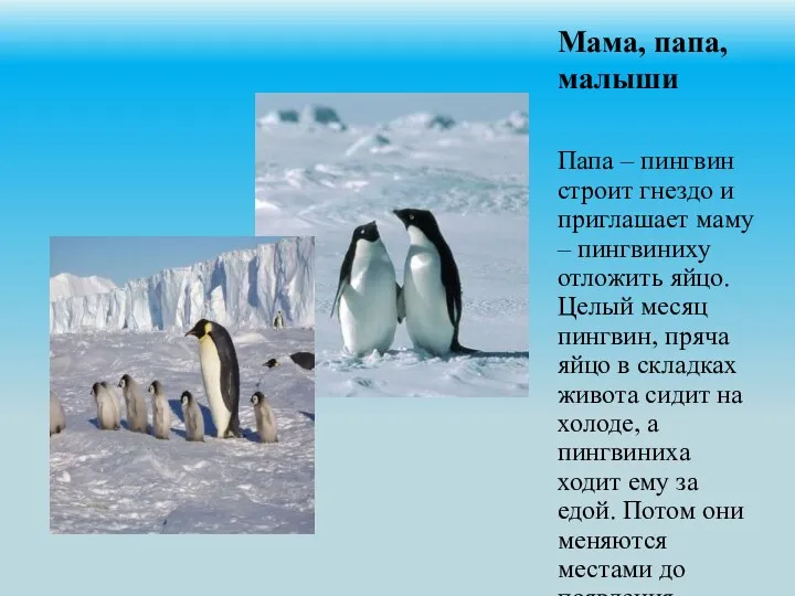 Мама, папа, малыши Папа – пингвин строит гнездо и приглашает маму – пингвиниху