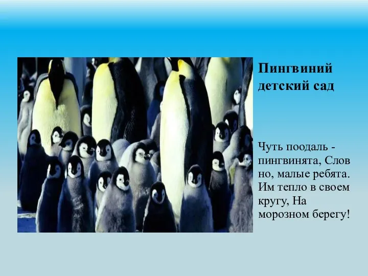 Пингвиний детский сад Чуть поодаль - пингвинята, Словно, малые ребята. Им тепло в