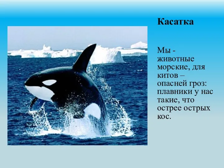 Касатка Мы - животные морские, для китов – опасней гроз:
