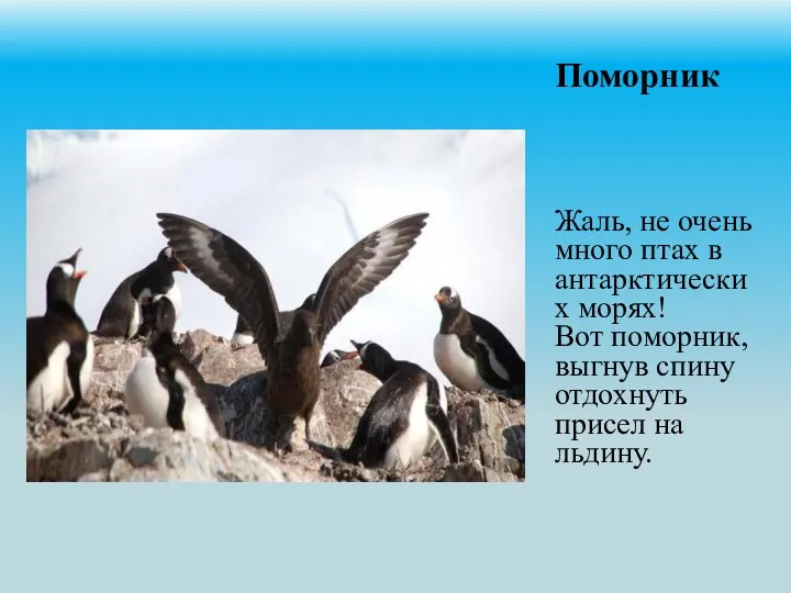 Поморник Жаль, не очень много птах в антарктических морях! Вот поморник, выгнув спину