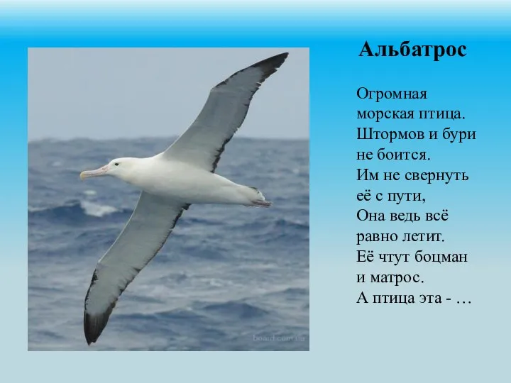 Альбатрос Огромная морская птица. Штормов и бури не боится. Им не свернуть её