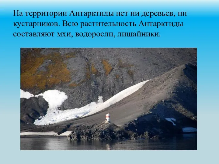 На территории Антарктиды нет ни деревьев, ни кустарников. Всю растительность Антарктиды составляют мхи, водоросли, лишайники.