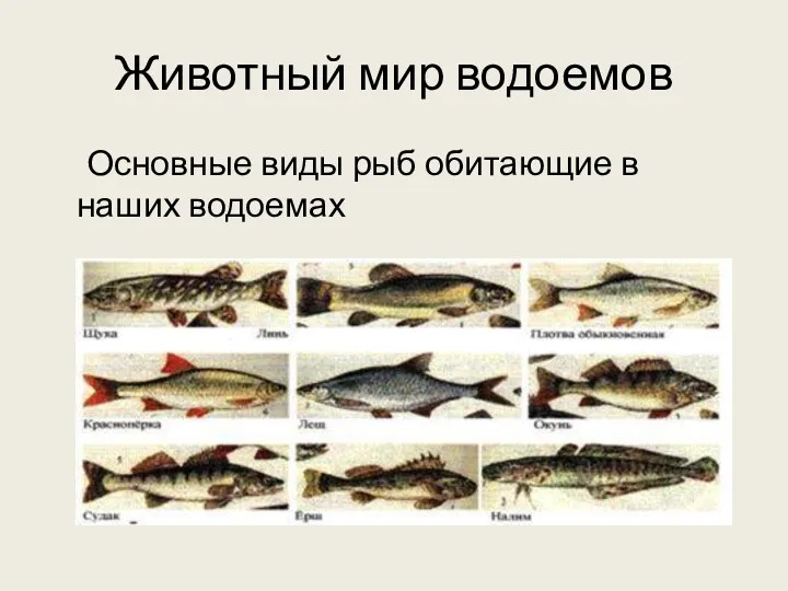 Животный мир водоемов Основные виды рыб обитающие в наших водоемах