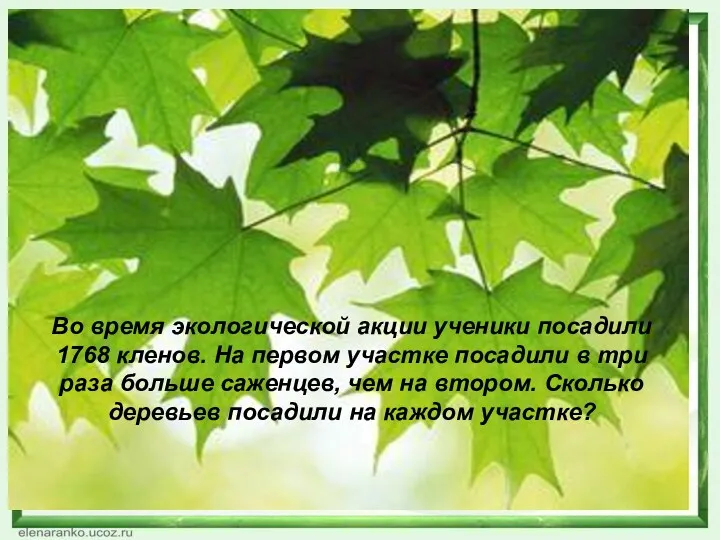 Во время экологической акции ученики посадили 1768 кленов. На первом участке посадили в