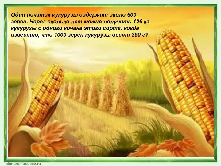 Один початок кукурузы содержит около 600 зерен. Через сколько лет можно получить 126