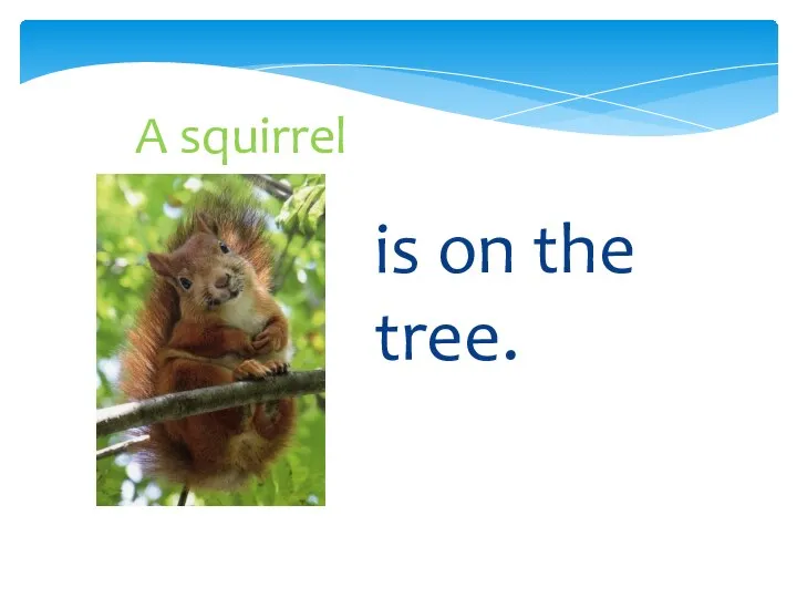 A squirrel is on the tree.