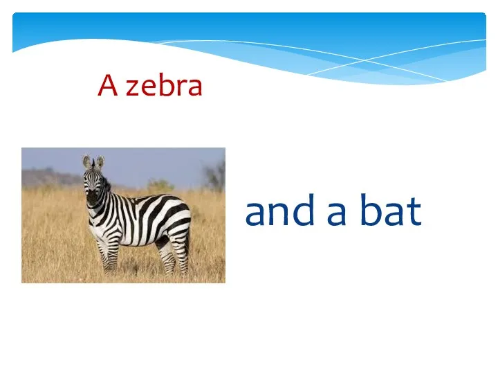 A zebra and a bat