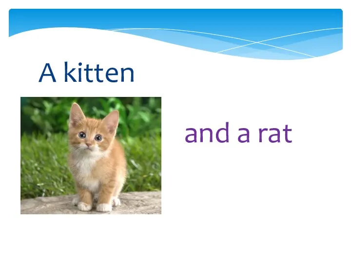 and a rat A kitten