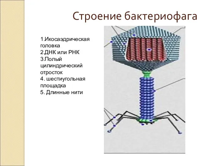 Строение бактериофага 1.Икосаэдрическая головка 2.ДНК или РНК 3.Полый цилиндрический отросток 4. шестиугольная площадка 5. Длинные нити